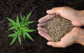 image showing hands depicting how to grow weed seeds