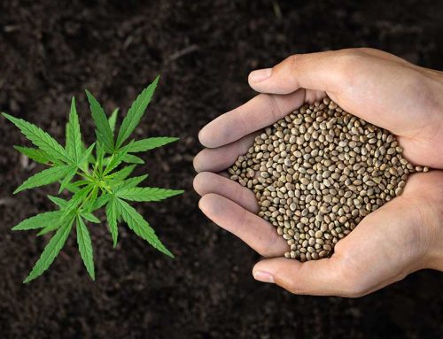 How to Plant Weed Seeds: A Guide for Budding Growers