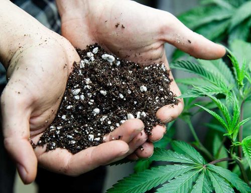 Choosing the Best Soil for Cannabis When Growing Indoors