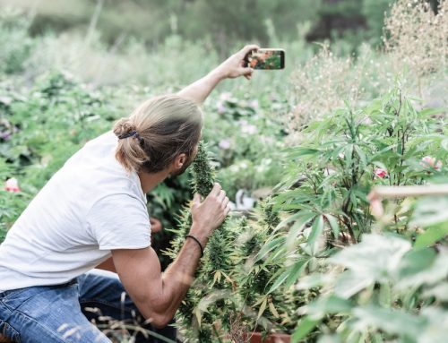 Cannabis Social Media Guidelines Dispensaries Should Know